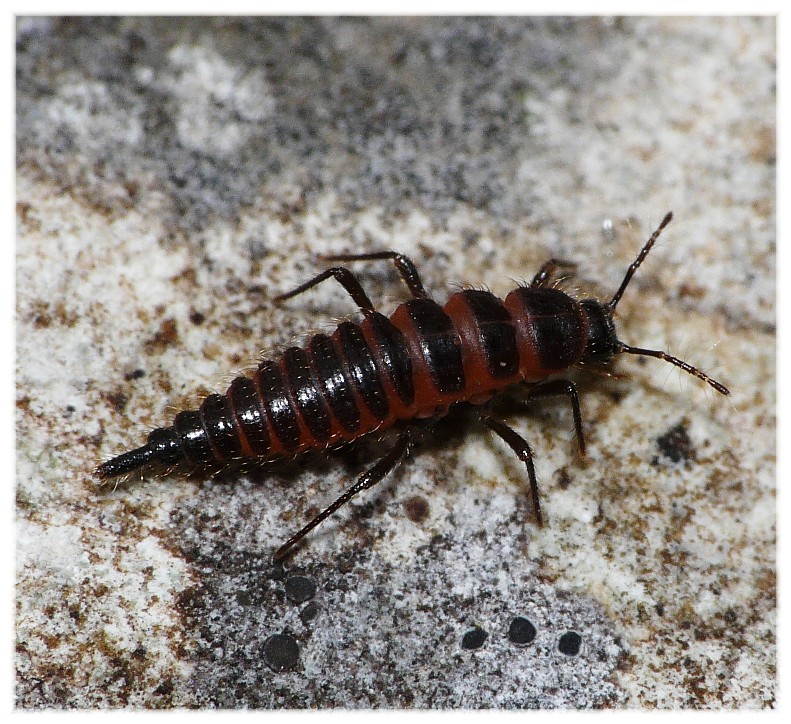 Larva di Mastigus sp. (Scydmaenidae)